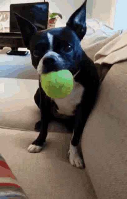 a black and white dog with a tennis ball in its mouth