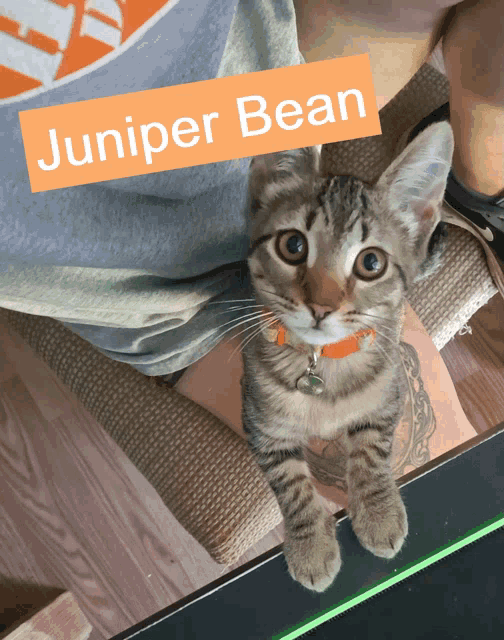 a kitten with the name juniper bean written on it