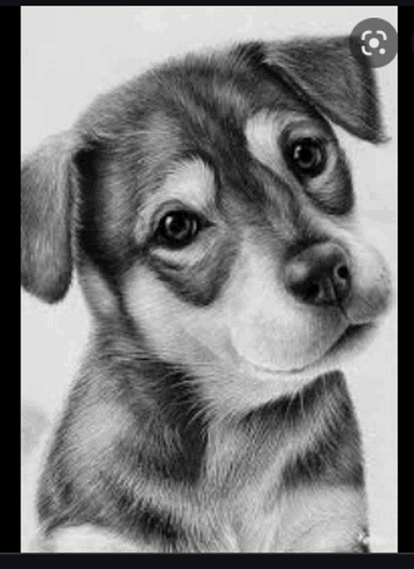 a black and white pencil drawing of a puppy .