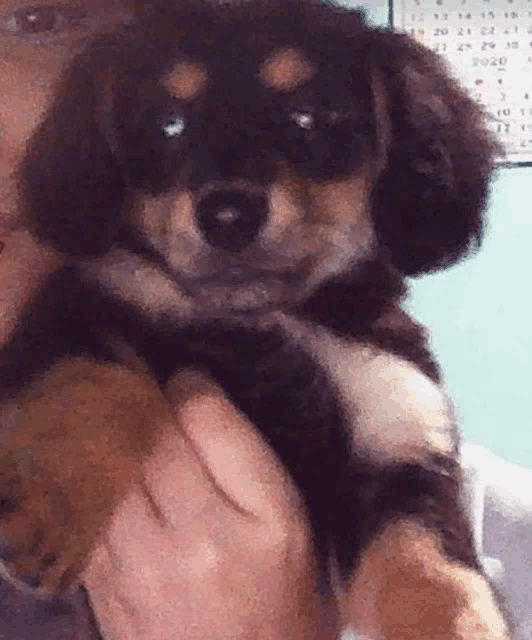 a person is holding a brown and white puppy in front of a calendar that says 2020