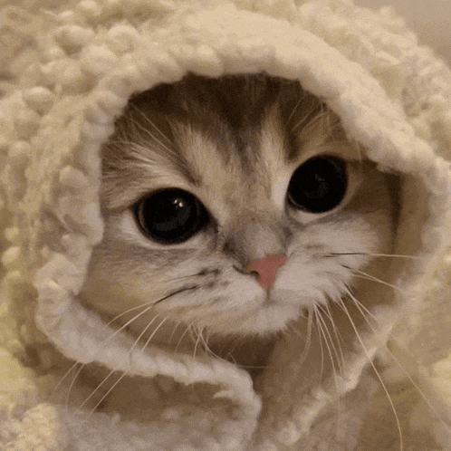 a close up of a cat with a white blanket covering its head