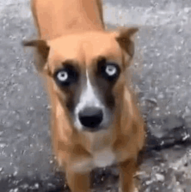 a brown and white dog with blue eyes is standing on a dirt road and looking at the camera .