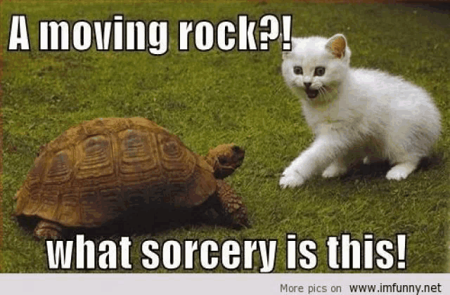 a picture of a turtle and a kitten with the caption " a moving rock what sorcery is this "