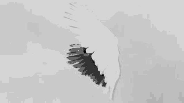 it is a black and white photo of a bird 's wing flying in the sky .