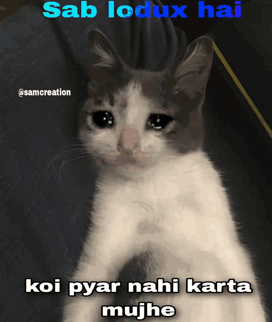 a picture of a cat with the caption sab lodux hai koi pyar nahi karta mujh