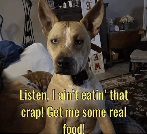 a dog with the words listen i ain t eatin ' that crap get me some real food