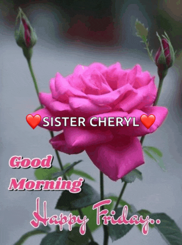 a pink rose with the words sister cheryl good morning and happy friday