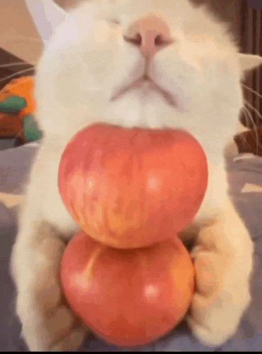 a cat is holding two apples in its mouth .