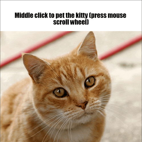 a picture of a cat with the words " middle click to pet the kitty press mouse scroll wheel " below it