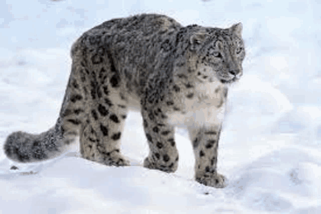 a snow leopard is standing on top of a snow covered field .