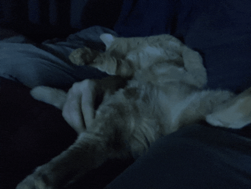 a person is petting a cat in the dark