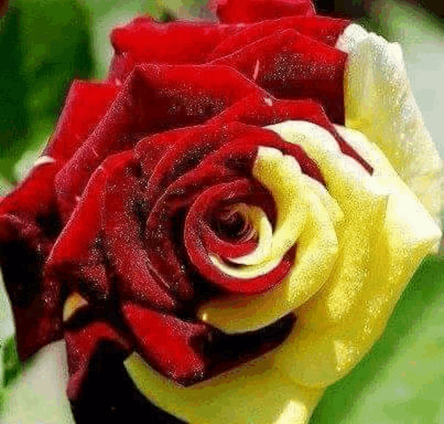 a red and yellow rose with a white center is sitting on a green background .