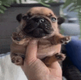 a person is holding a pug puppy in their hand .