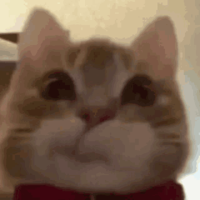 a close up of a cat wearing a red bow tie and looking at the camera .