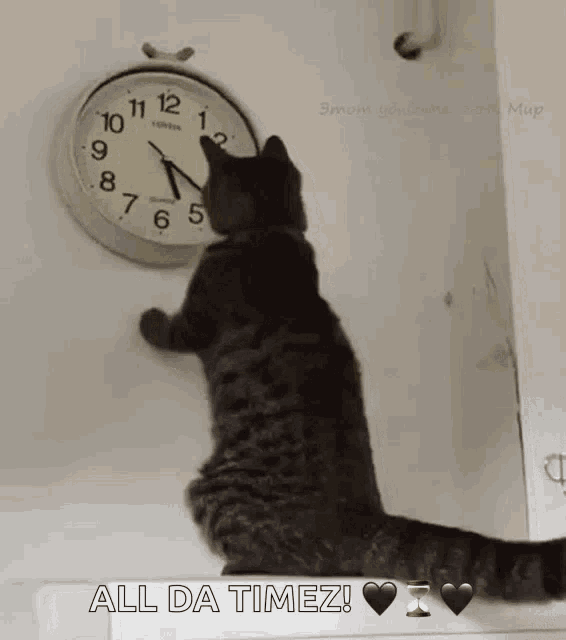 a cat is looking at a clock with the words all da timez on the bottom