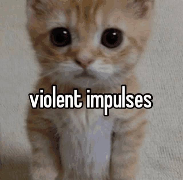 a small kitten with the words violent impulses written on it