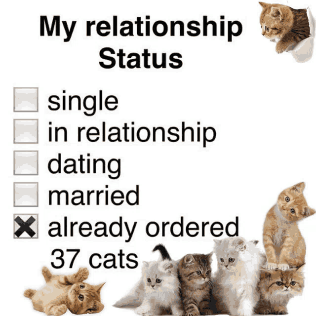 a picture of kittens with the words " my relationship status " above them