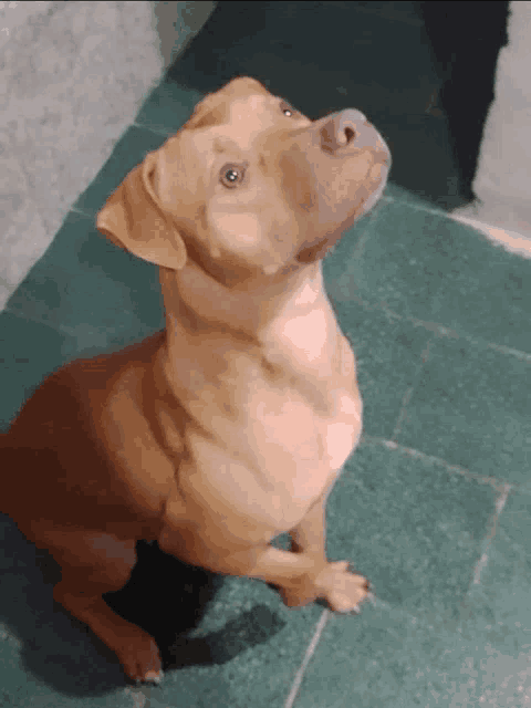 a brown dog sitting on a tiled floor looking up