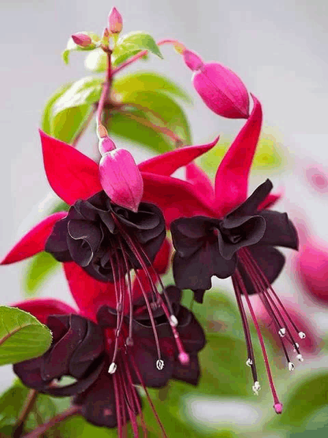 a close up of a red and black flower