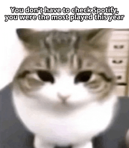 Cat Meme Playing Meme