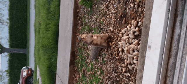 a squirrel standing in a pile of peanuts