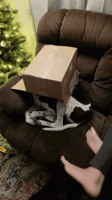 a dalmatian dog is laying on a couch with a cardboard box in its face