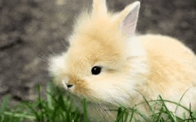 a small bunny rabbit is sitting in the grass looking at the camera .