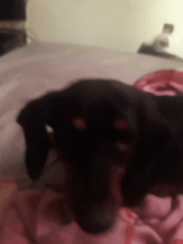 a small black dog is laying on a bed with a pink blanket