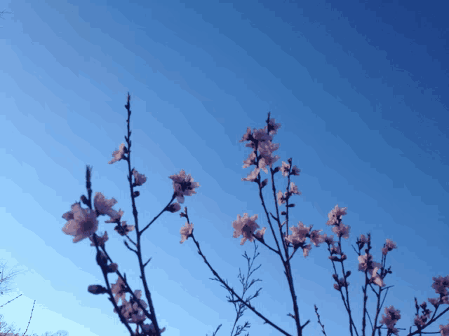 a tree branch with flowers against a blue sky