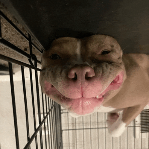 a brown and white dog with a pink nose is smiling