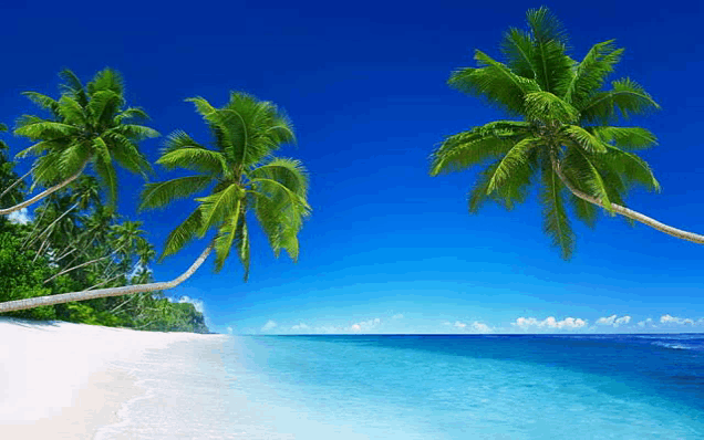 a beach with palm trees and a blue ocean in the background