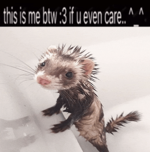 a ferret in a bathtub with the words this is me btw 3 if u even care