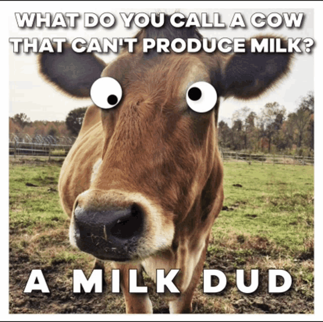 a picture of a cow with googly eyes and the words " what do you call a cow that can 't produce milk "