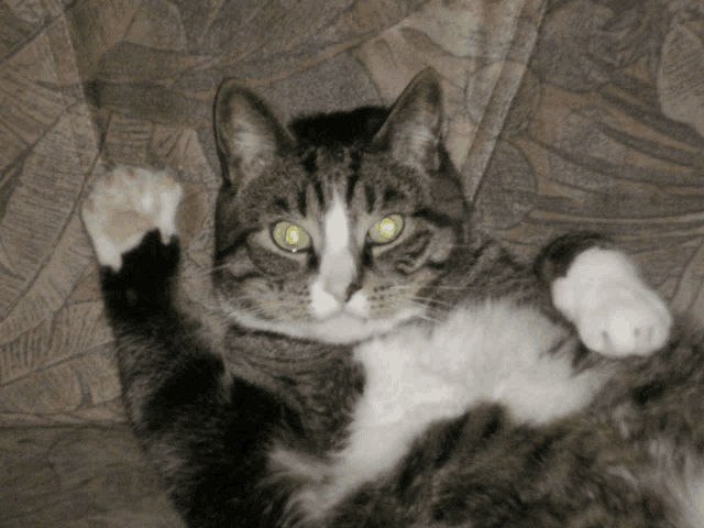 a cat with green eyes is laying on its back and looking at the camera