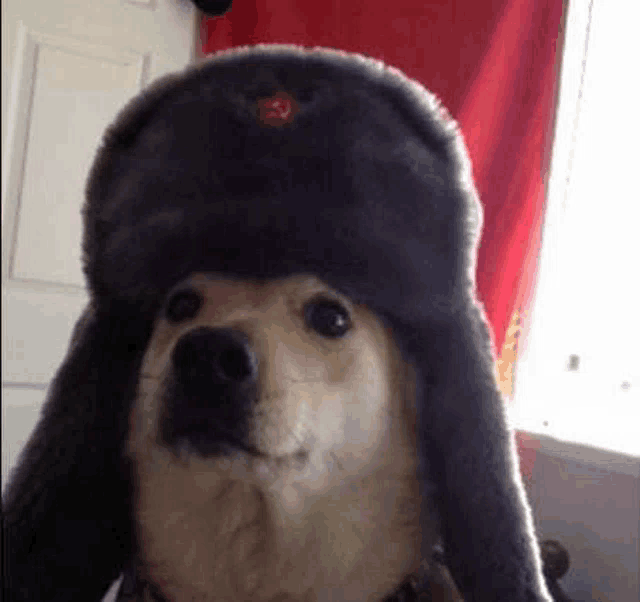 a dog wearing a russian hat with a red star on it .