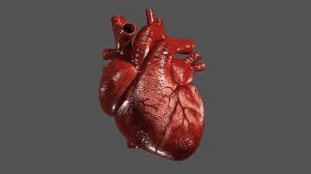 a 3d model of a human heart on a gray background