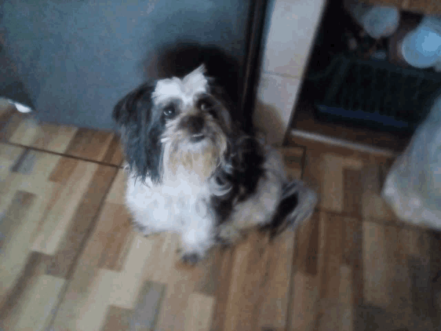 a black and white dog sitting on a wooden floor