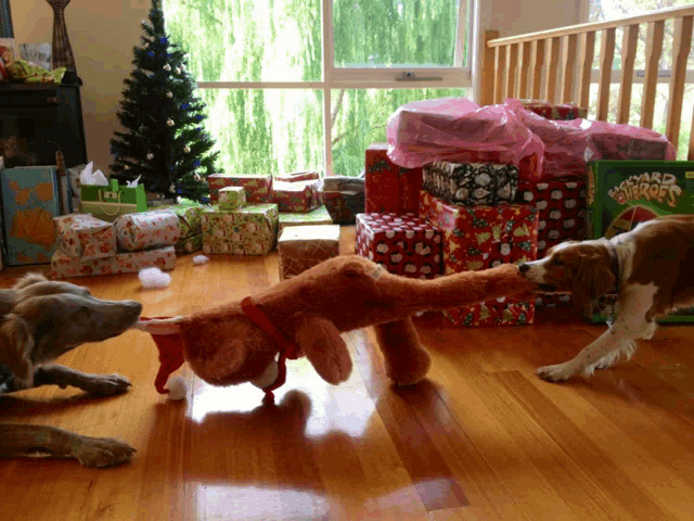 two dogs are playing with a stuffed animal in front of a christmas tree