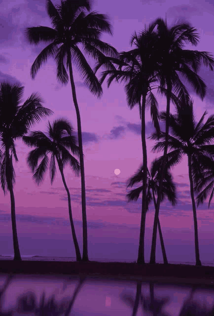 palm trees silhouetted against a purple sky with the sun setting behind them