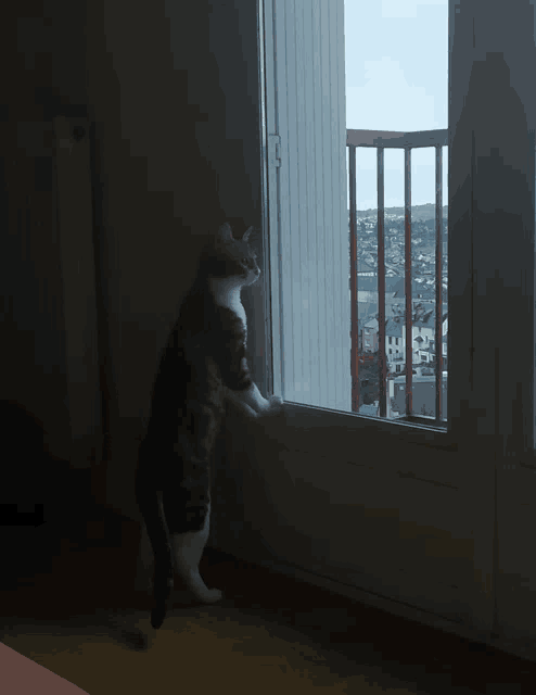 a cat standing on its hind legs in front of a window