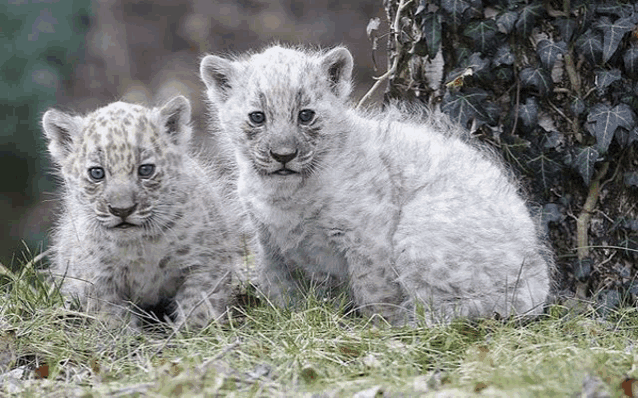 two white leopard cubs are sitting next to each other