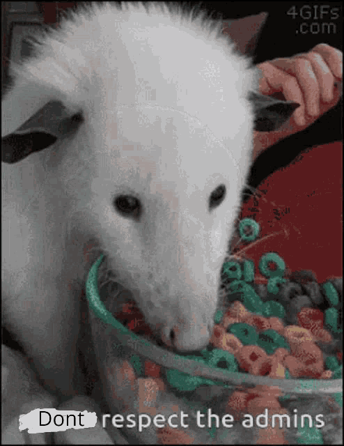 a white opossum eating a bowl of cereal with the words " dont respect the admins " written below it