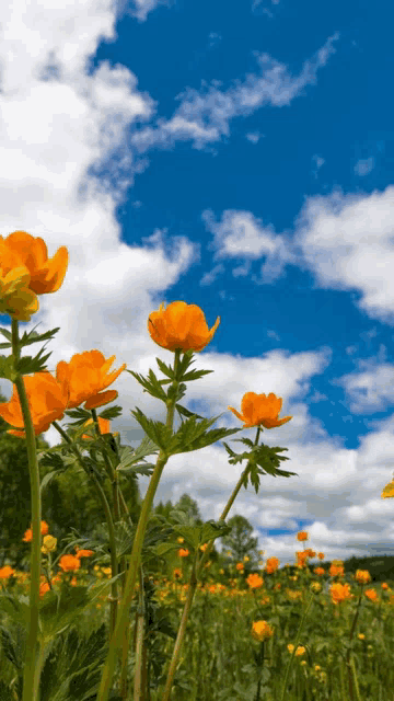 a field of orange flowers against a blue sky with clouds