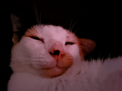 a close up of a cat 's face with a dark background