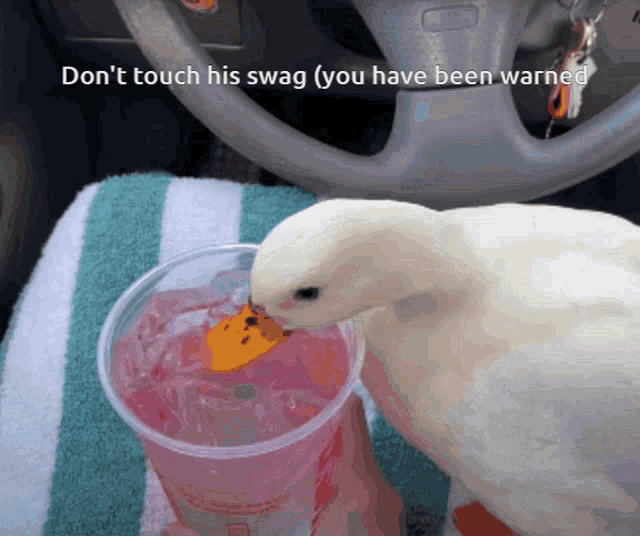 a white duck is drinking from a pink cup with the words " do n't touch his swag " written below it