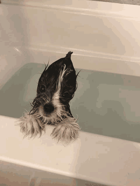 a black and white dog is in a bathtub