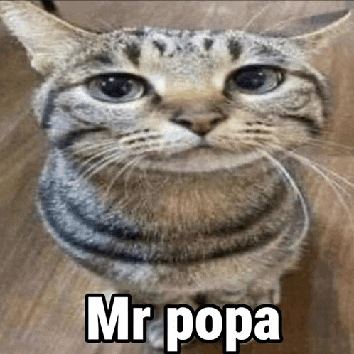 a close up of a cat with the words mr popa written on the bottom