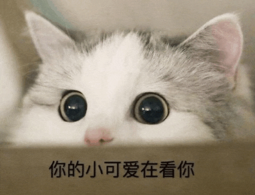 a close up of a cat 's face with chinese writing above it