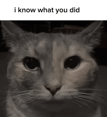 a close up of a cat with the words " i know what you did " below it