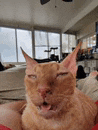 a cat is making a funny face while sitting on a person 's lap in a living room .